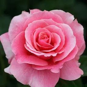 Tickled Pink Rose (Rosa Tickled Pink) 3